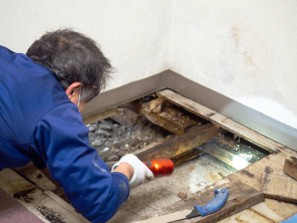 Best Mold Testing  in Paulding, OH