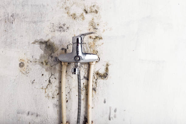 Best Same-Day Mold Removal  in Paulding, OH