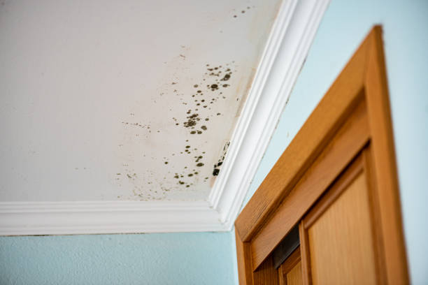 Best Home Mold Removal  in Paulding, OH