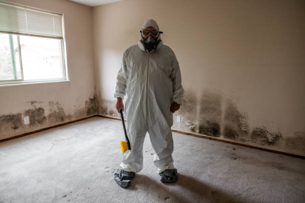 Best Attic Mold Removal  in Paulding, OH