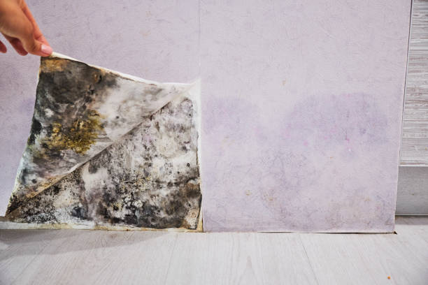 Best Local Mold Removal Service  in Paulding, OH
